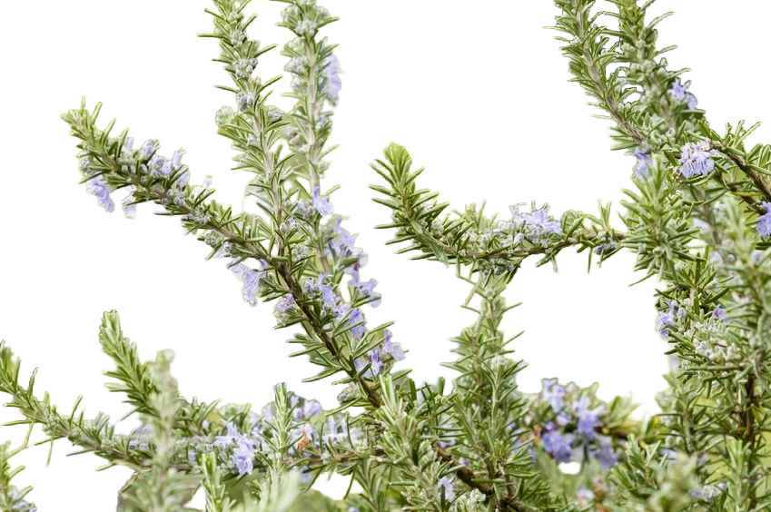 Rosemary Extract